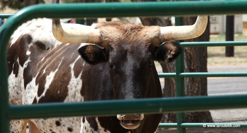 Texas Longhorn